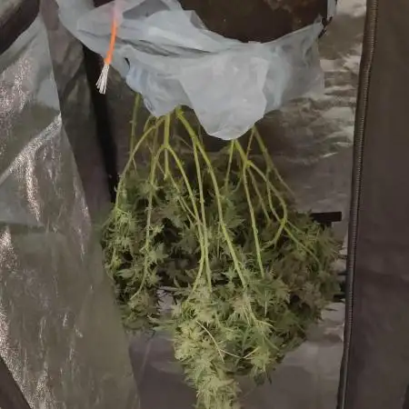 Mimosa x Orange Punch