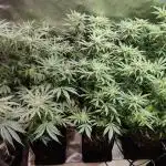 Mimosa x Orange Punch