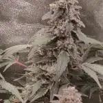 Mimosa x Orange Punch