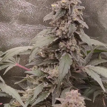 Mimosa x Orange Punch