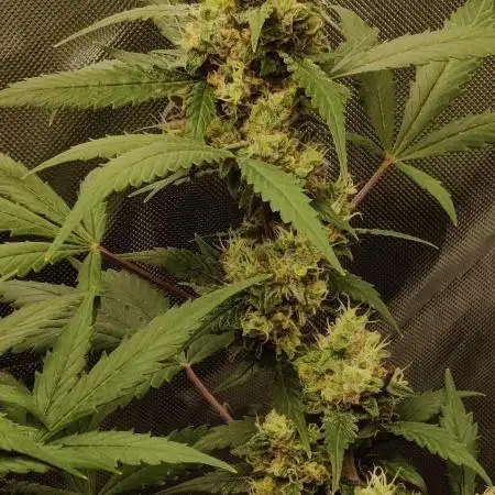 Diablo Rojo XL Auto  Indoor  Coco  160w