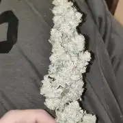 Mama Mimosa + Babies 😍