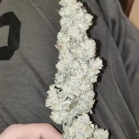 Mama Mimosa + Babies 😍