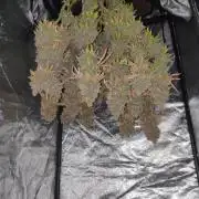 Zkittlez