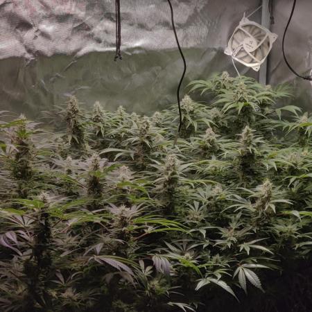 Mama Mimosa + Babies 😍