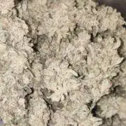 Mama Mimosa + Babies 😍