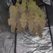 Zkittlez