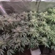 Mama Mimosa + Babies 😍