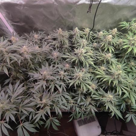 Mama Mimosa + Babies 😍