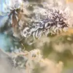 Mimosa x Orange Punch