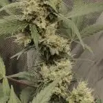 Diablo Rojo XL Auto  Indoor  Coco  160w