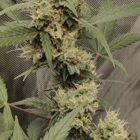 Diablo Rojo XL Auto  Indoor  Coco  160w