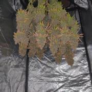 Zkittlez