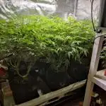 Mimosa x Orange Punch