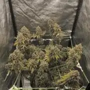 Zkittlez