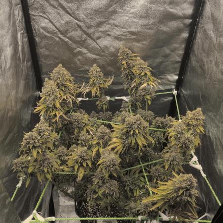 Zkittlez