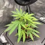 Mandarín Cookies hydro TBOF