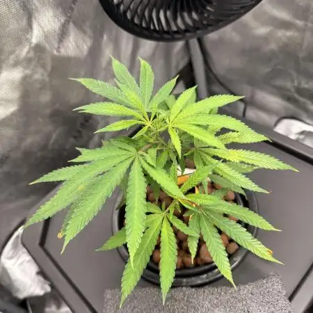 Mandarín Cookies hydro TBOF