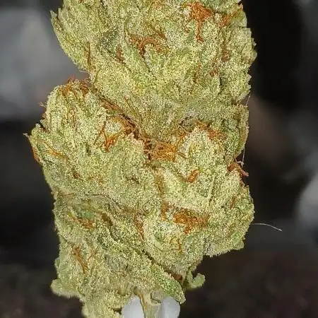 Fastbuds gg sherb