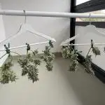 1st Try of Growing