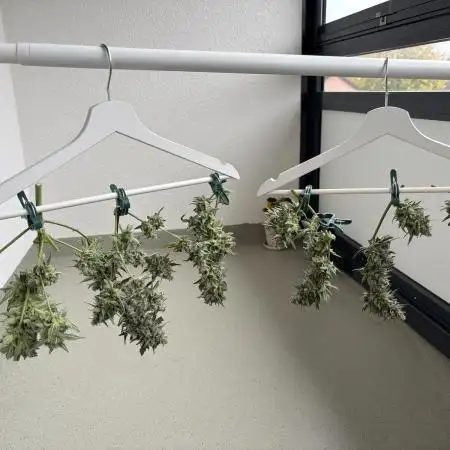 1st Try of Growing