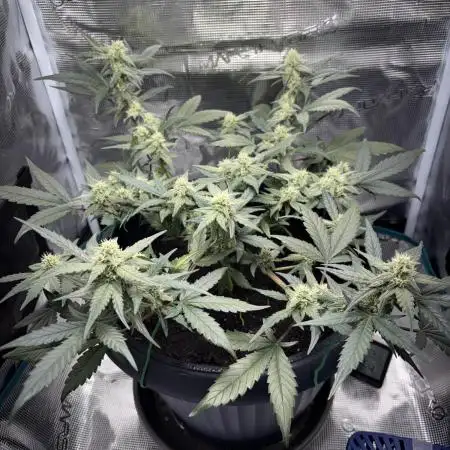 1st Try of Growing