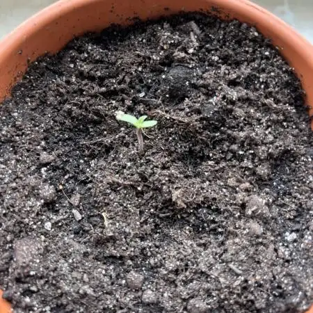 1st Try of Growing