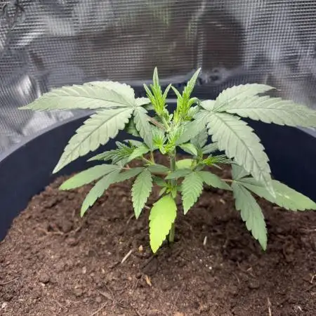 1st Try of Growing