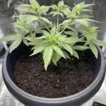 1st Try of Growing