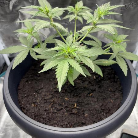 1st Try of Growing