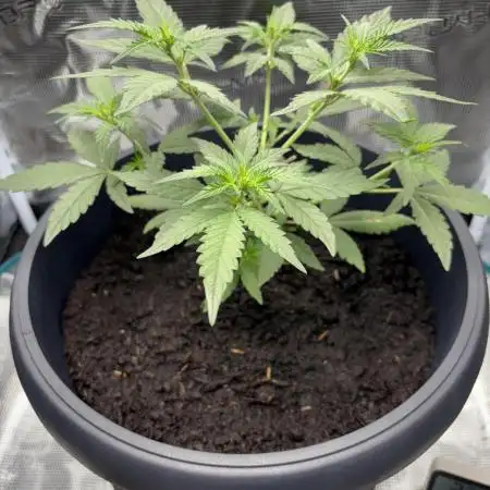 1st Try of Growing