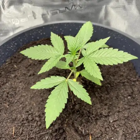 1st Try of Growing