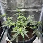 1st Try of Growing