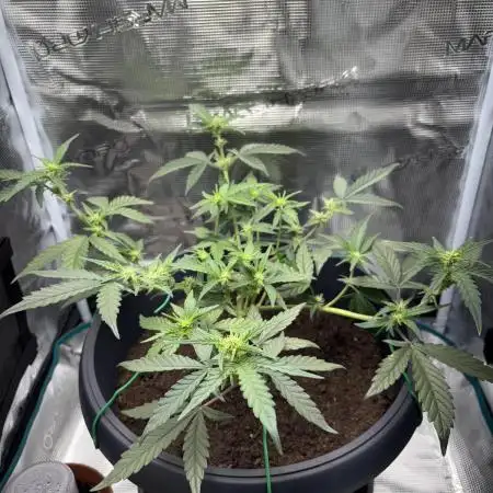 1st Try of Growing