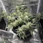 1st Try of Growing