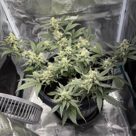 1st Try of Growing