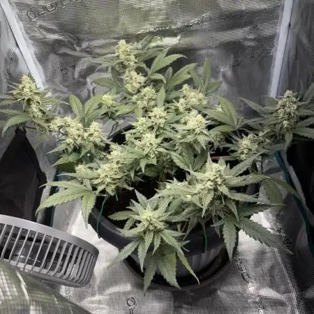 1st Try of Growing
