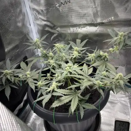 1st Try of Growing