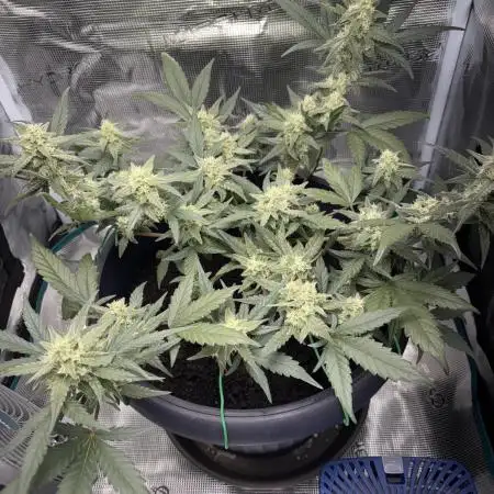 1st Try of Growing