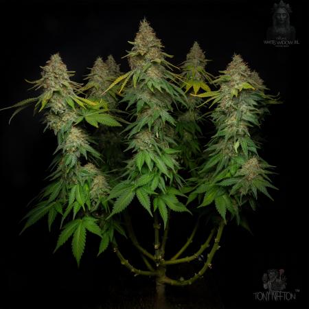 White Widow IBL / Paradise Seeds
