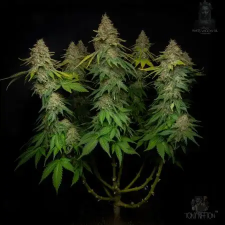White Widow IBL / Paradise Seeds