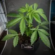 Red Velvet Auto - Paradise Seeds