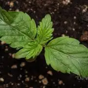 Red Velvet Auto - Paradise Seeds