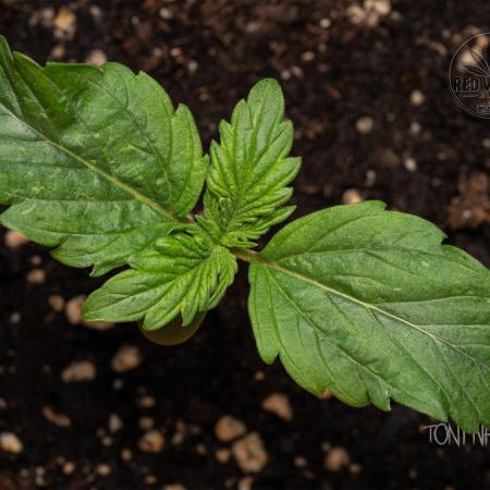 Red Velvet Auto - Paradise Seeds