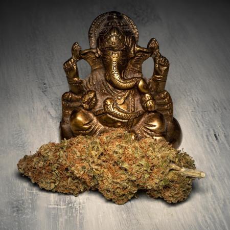 White Widow IBL / Paradise Seeds