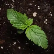 Red Velvet Auto - Paradise Seeds
