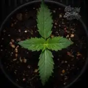 Studio Cherry - Wizard Trees