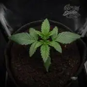 Studio Cherry - Wizard Trees