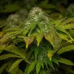 Outdoor : Original White Widow IBL