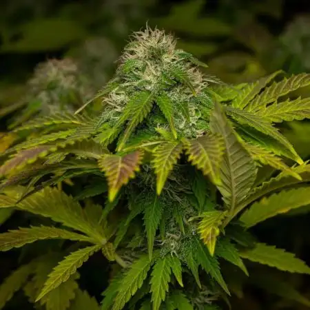 Outdoor : Original White Widow IBL